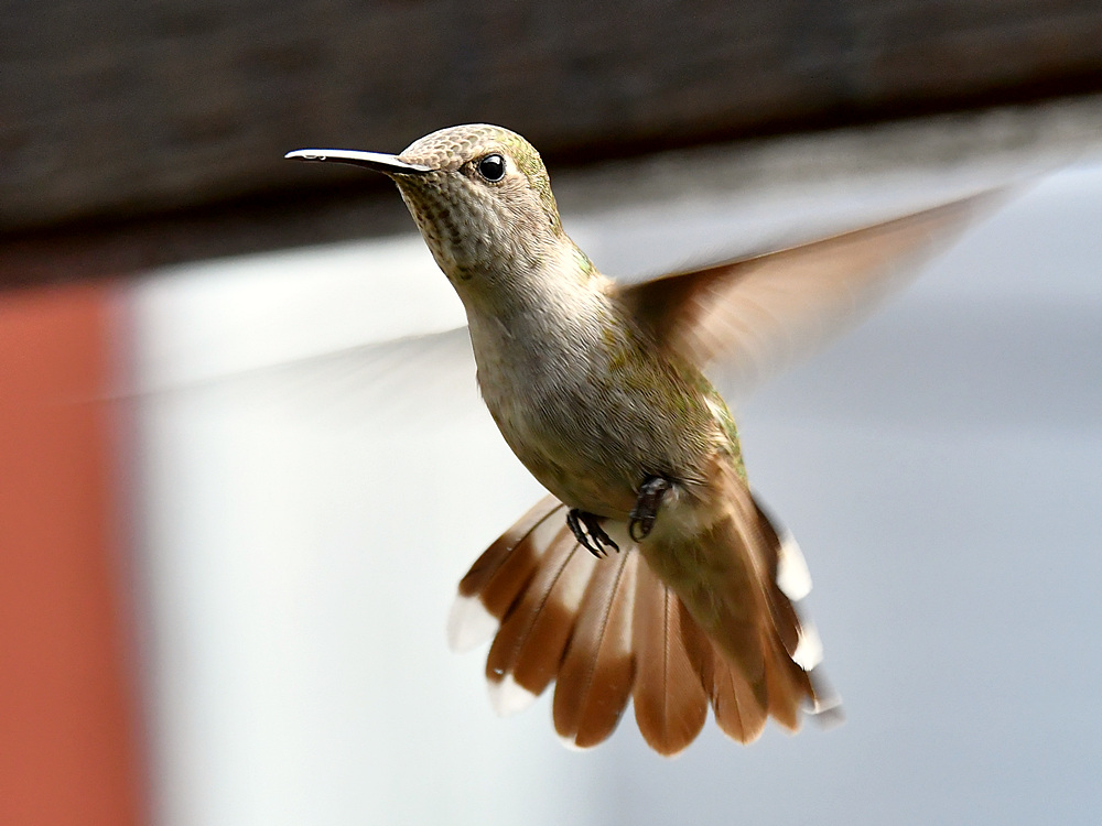 Hummer29.jpg