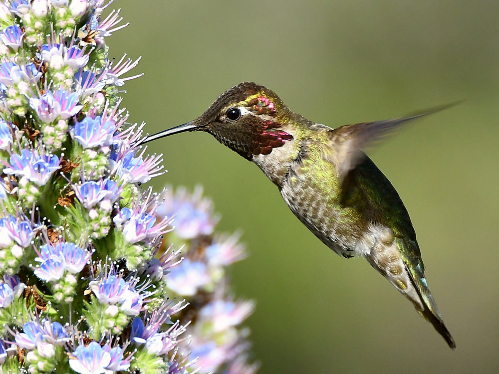 Hummer29.jpg