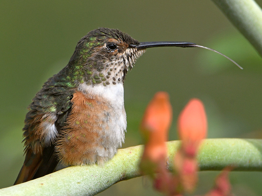 Hummer29.jpg