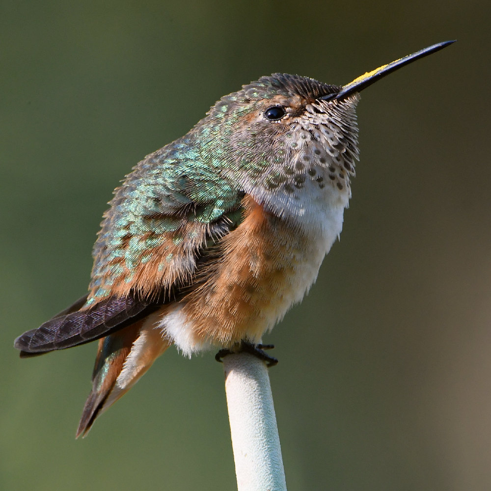Hummer29.jpg