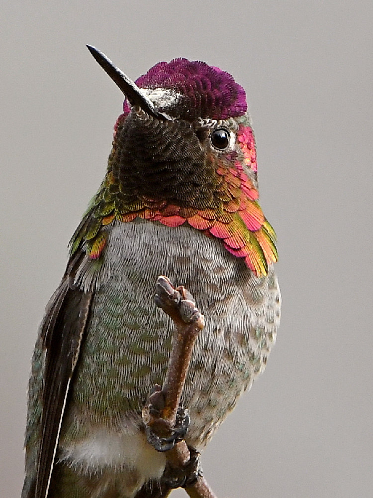 Hummer29.jpg