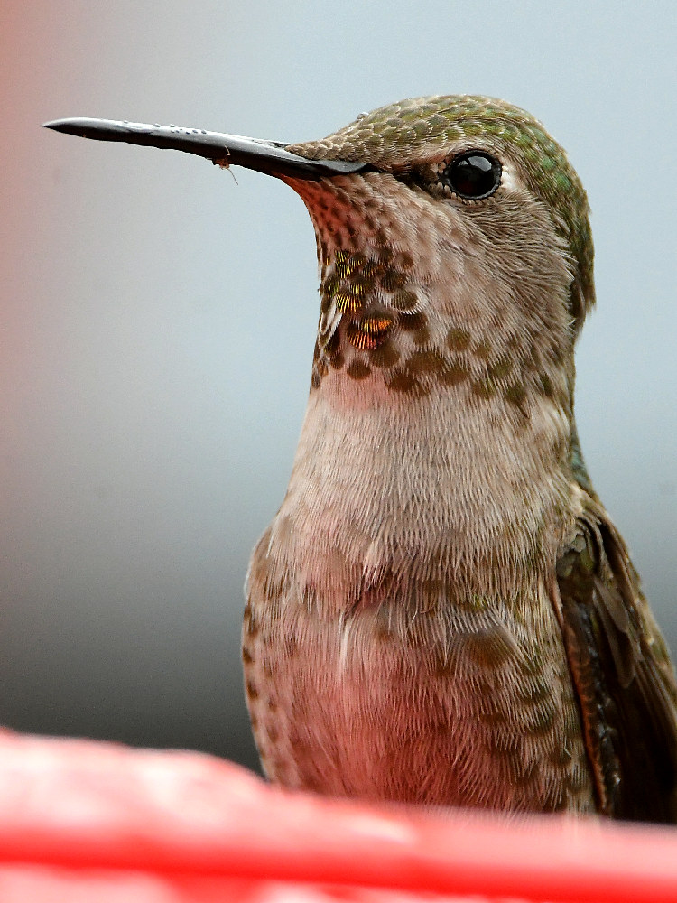 Hummer29.jpg