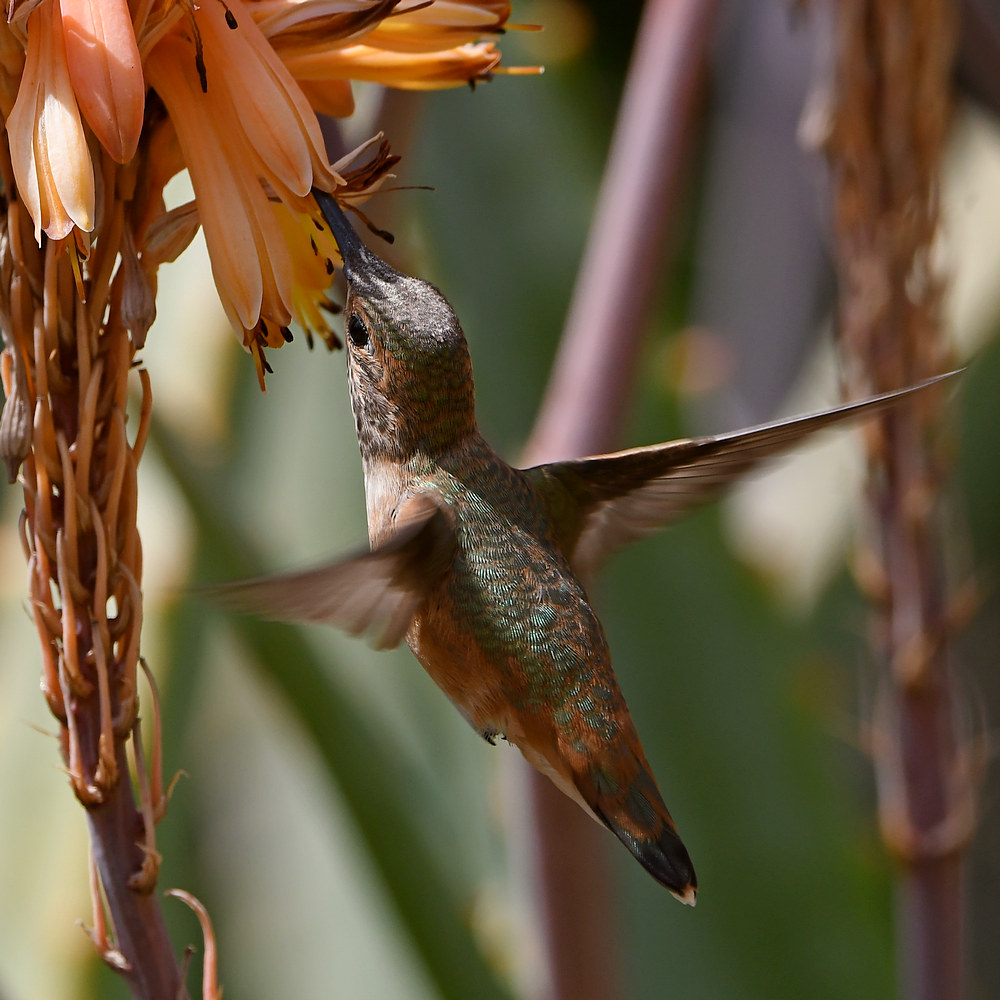 Hummer29.jpg