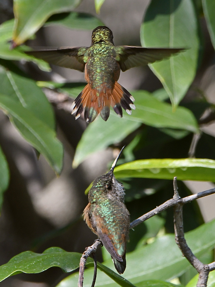 Hummer29.jpg