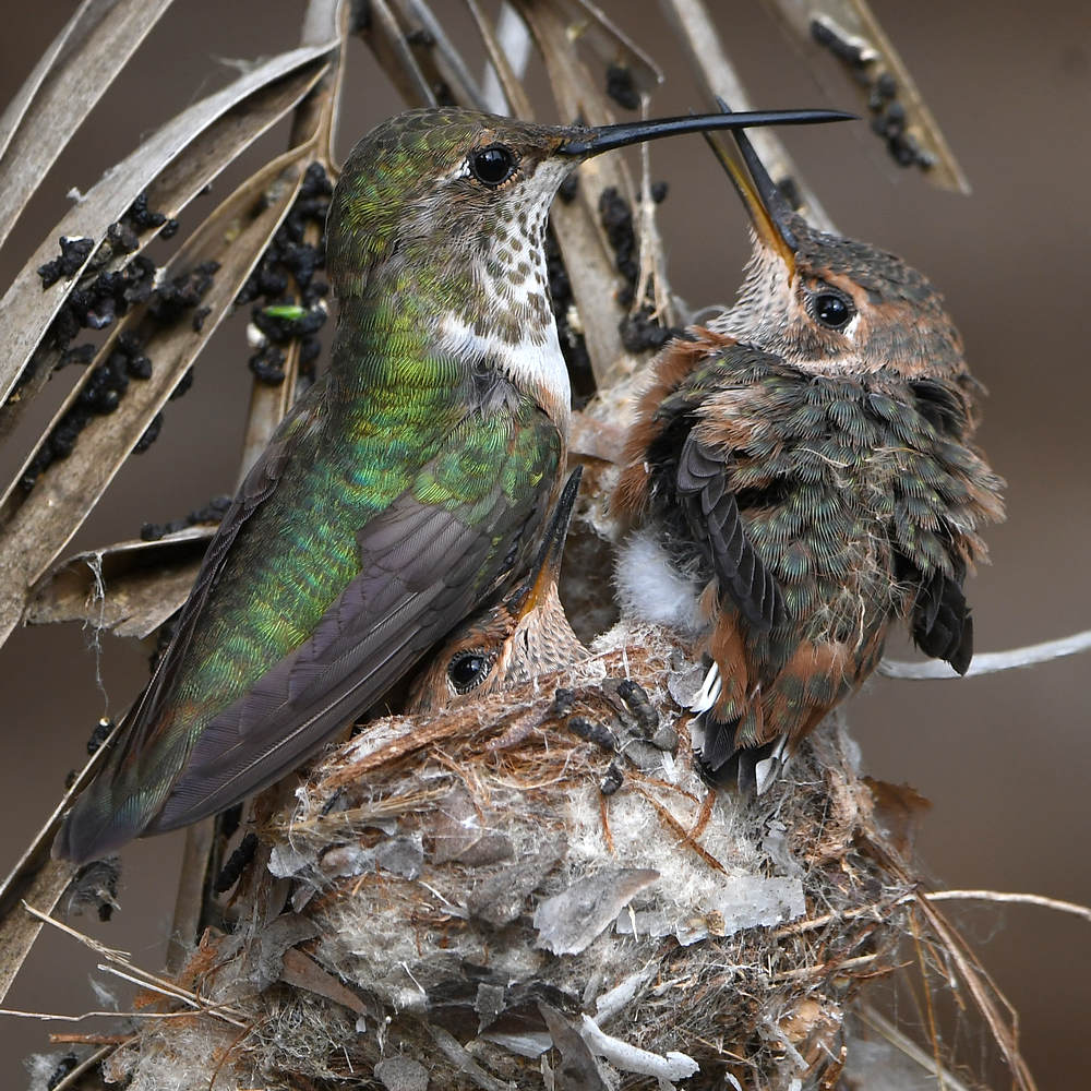 Hummer29.jpg