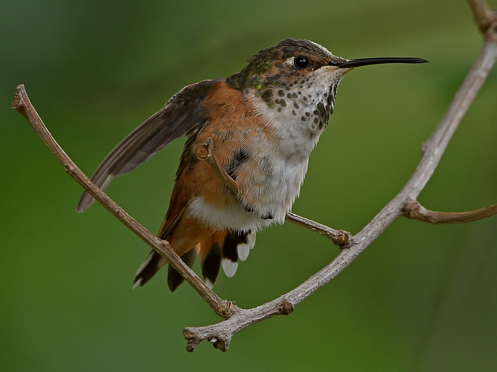 Hummer29.jpg