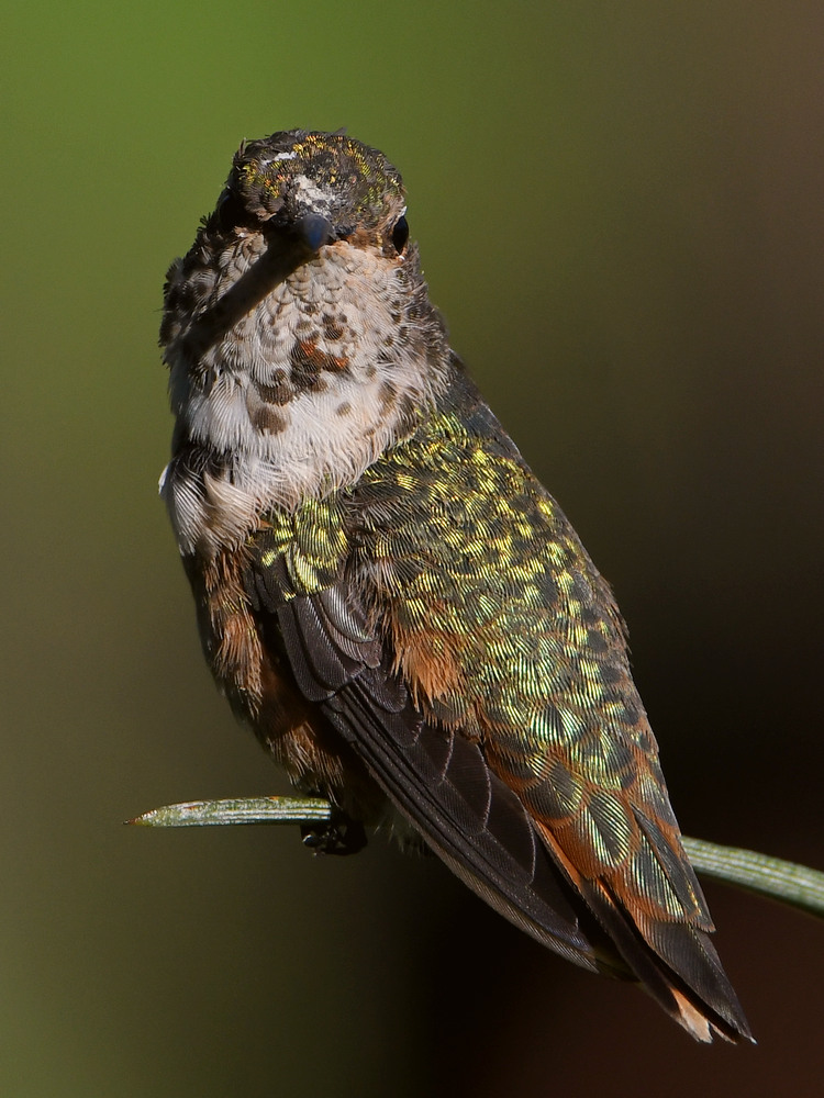 Hummer29.jpg