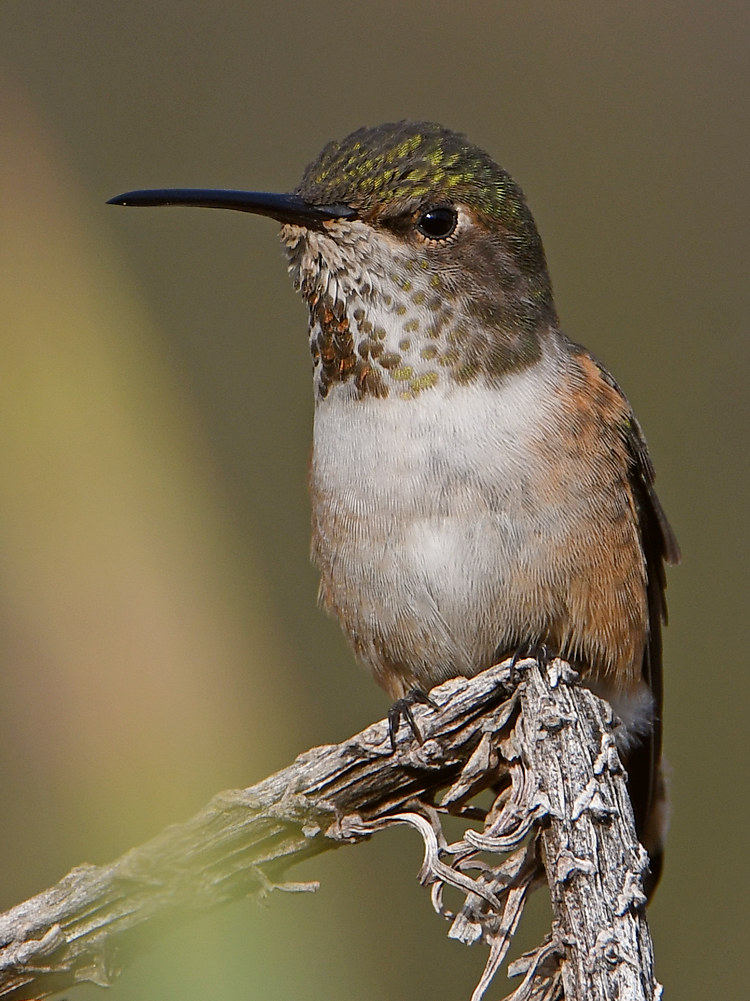 Hummer29.jpg