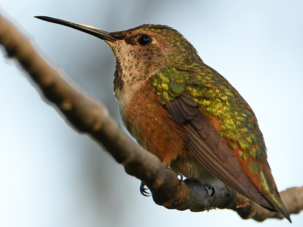 Hummer29.jpg