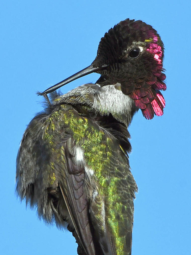 Hummer29.jpg