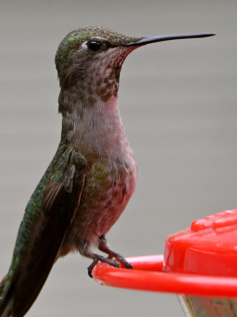 Hummer29.jpg