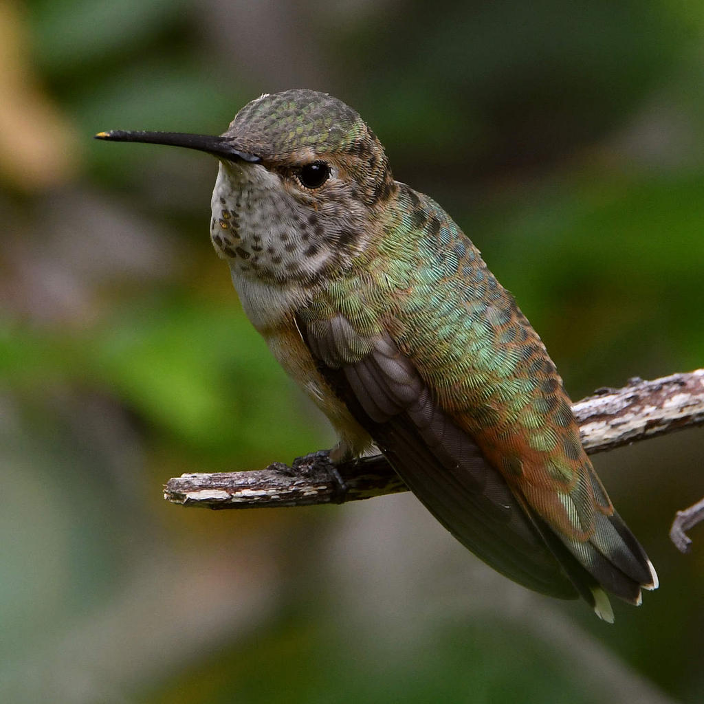 Hummer29.jpg