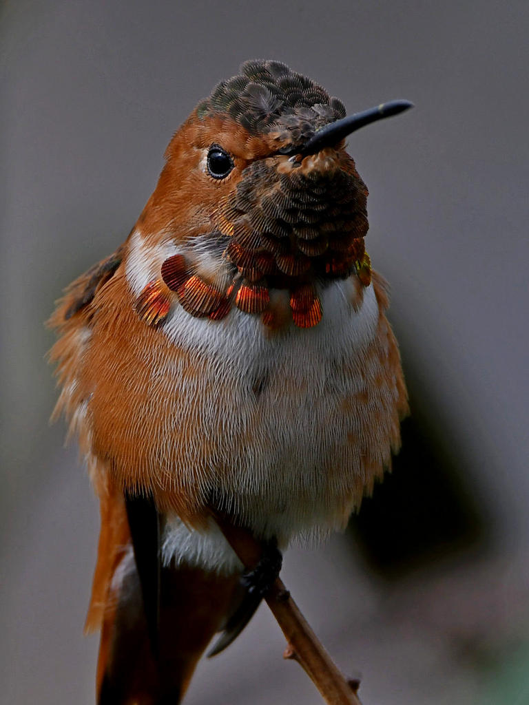 Hummer29.jpg