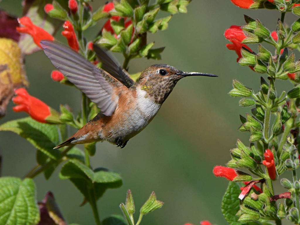 Hummer29.jpg