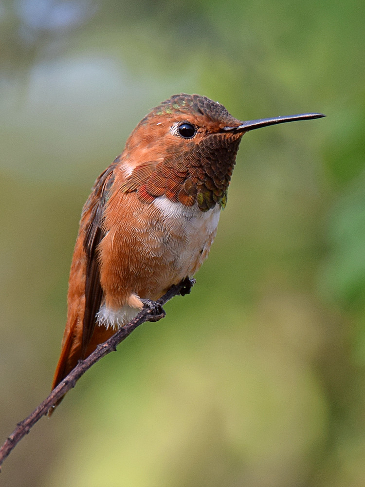 Hummer2_2015-05-10.jpg