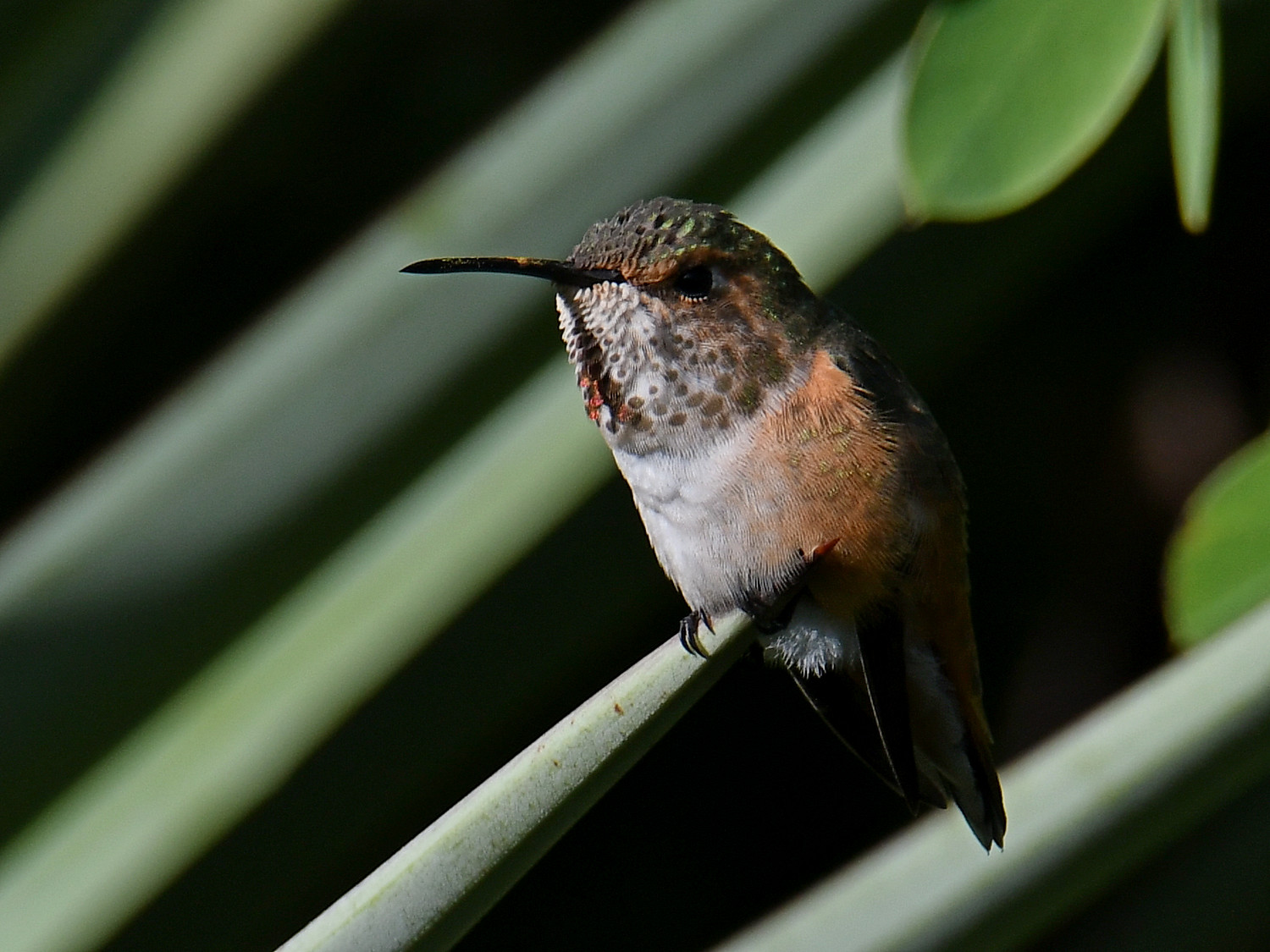 Hummer2_2023_10_08.jpg