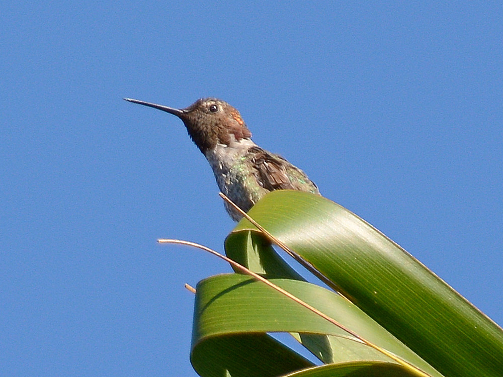 Hummer3.jpg