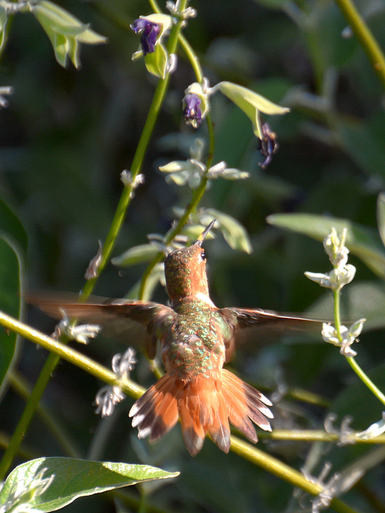 Hummer3.jpg