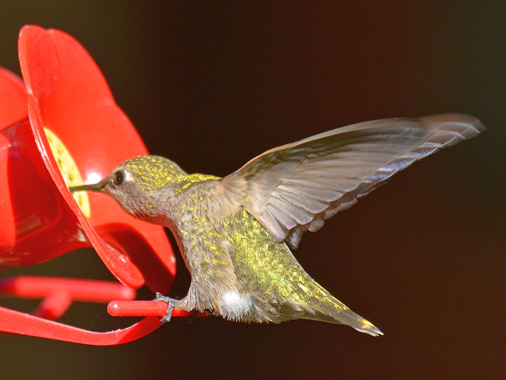 Hummer3.jpg
