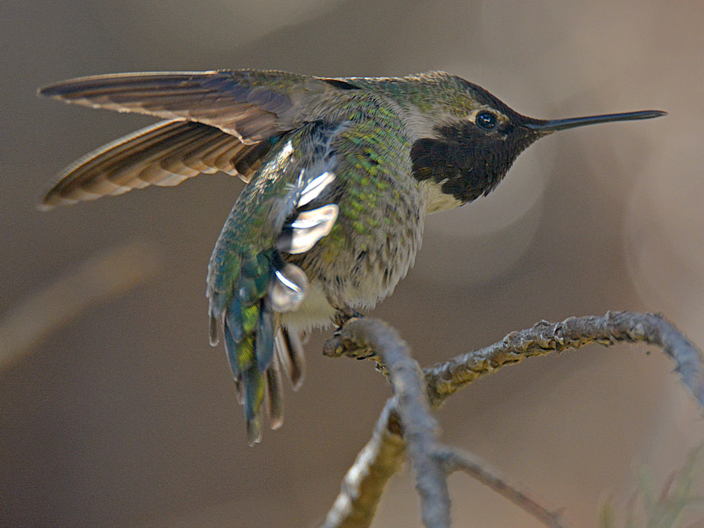 Hummer3.jpg