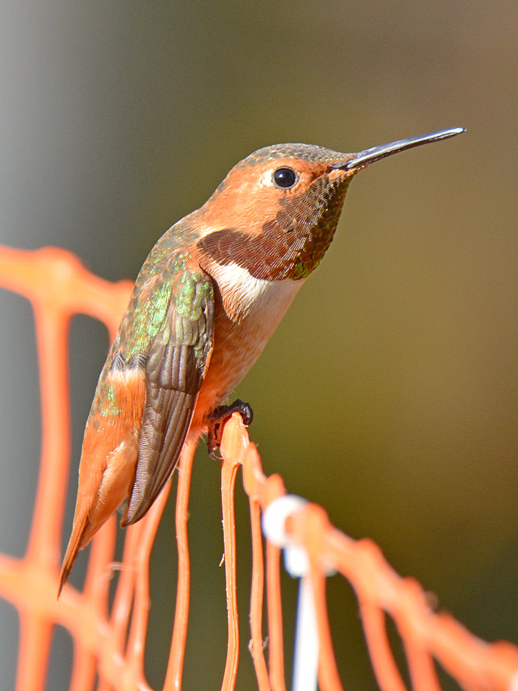 Hummer3.jpg