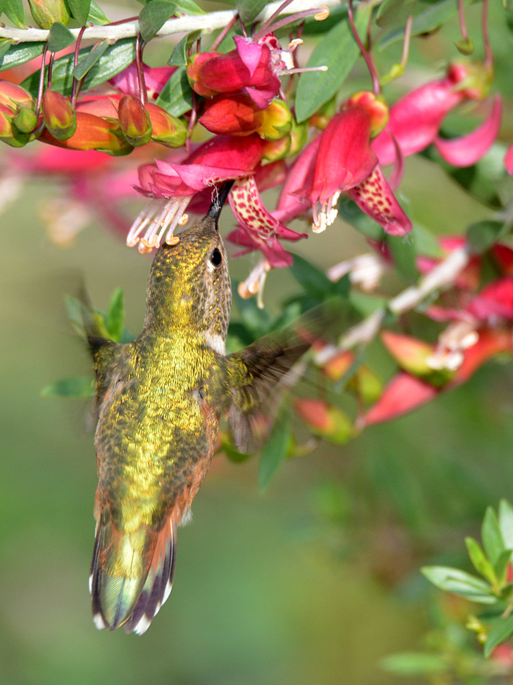 Hummer3.jpg