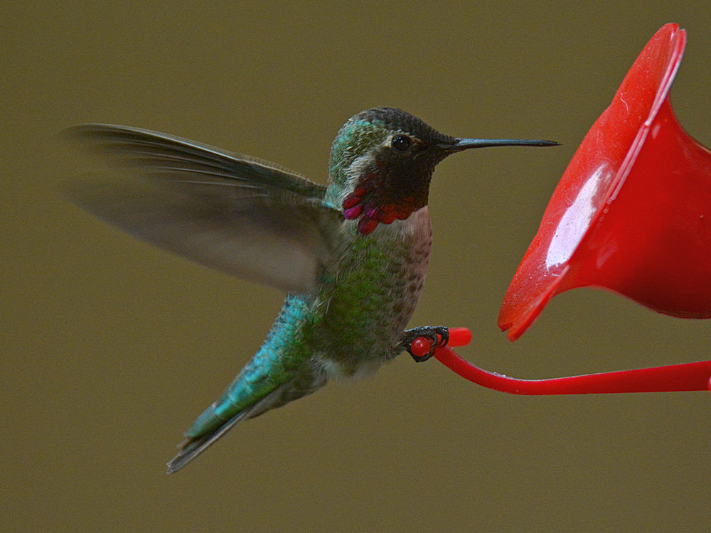 Hummer3.jpg