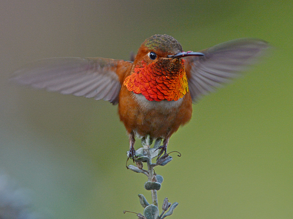 Hummer3.jpg