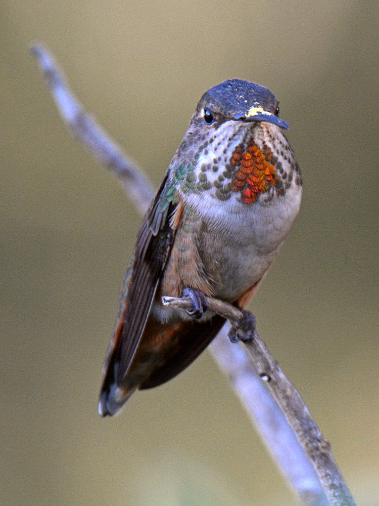 Hummer3.jpg