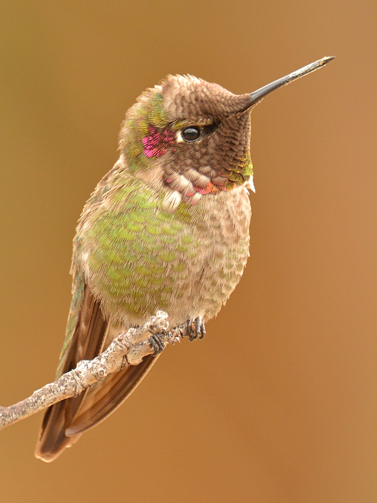 Hummer3.jpg