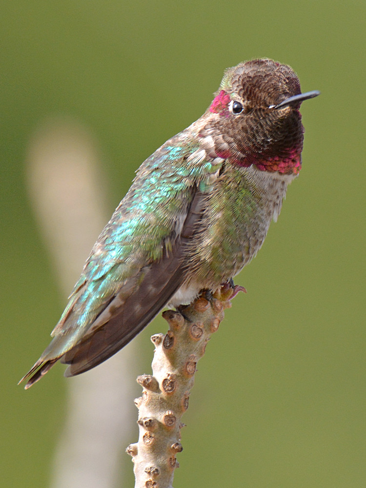 Hummer3.jpg