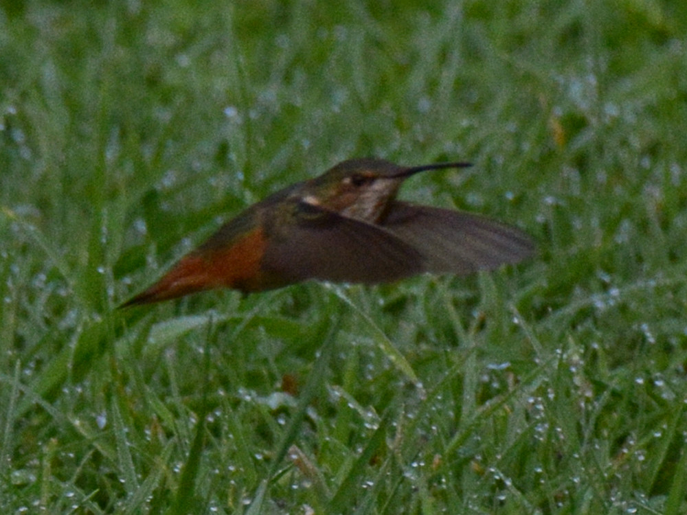 Hummer3.jpg