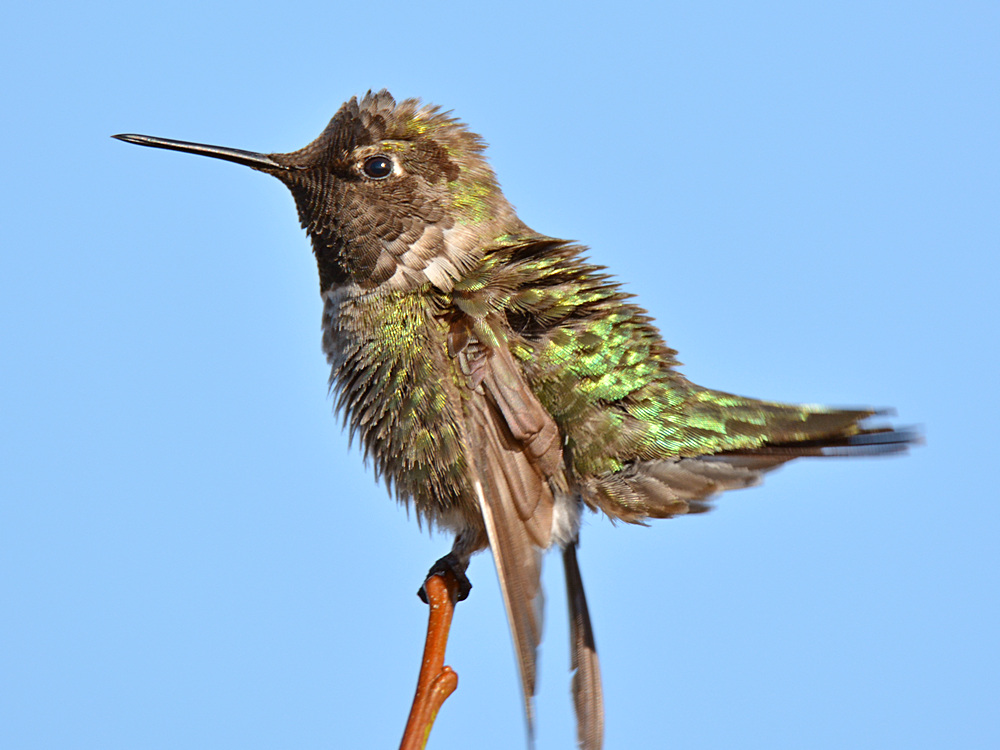 Hummer3.jpg