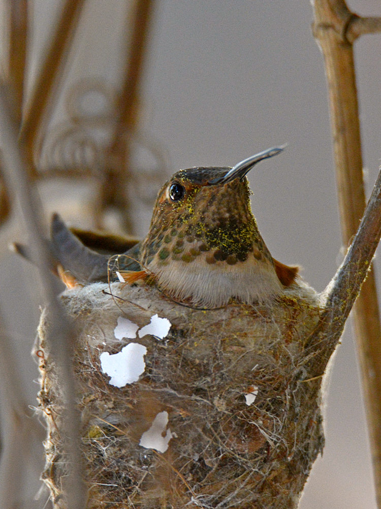 Hummer3.jpg