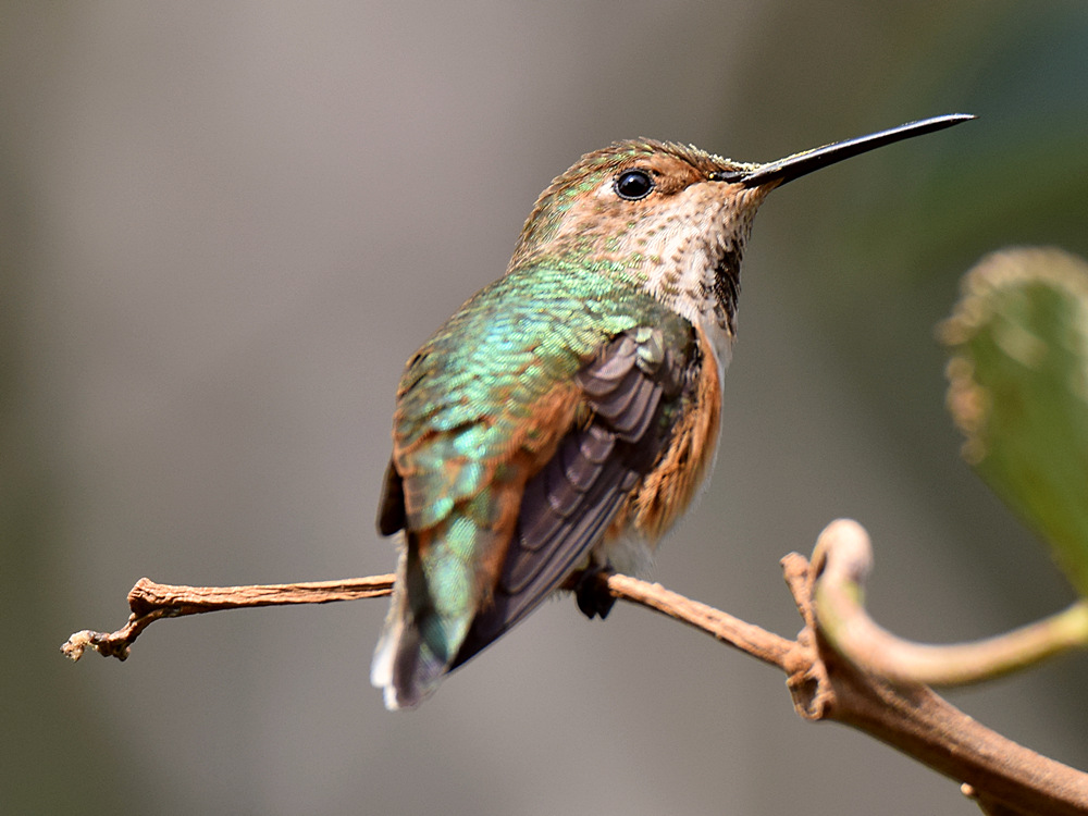 Hummer3.jpg