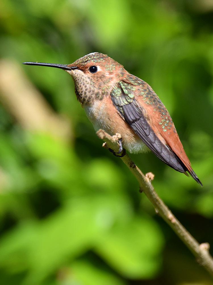 Hummer3.jpg
