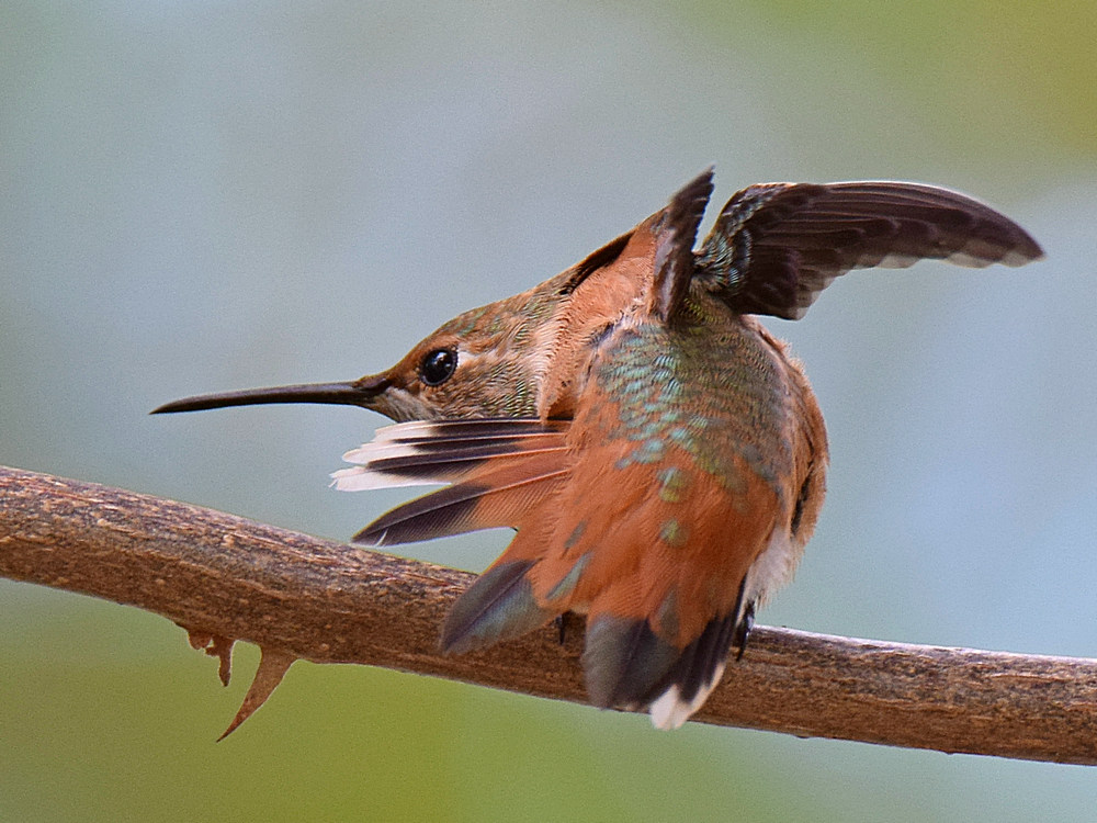 Hummer3.jpg