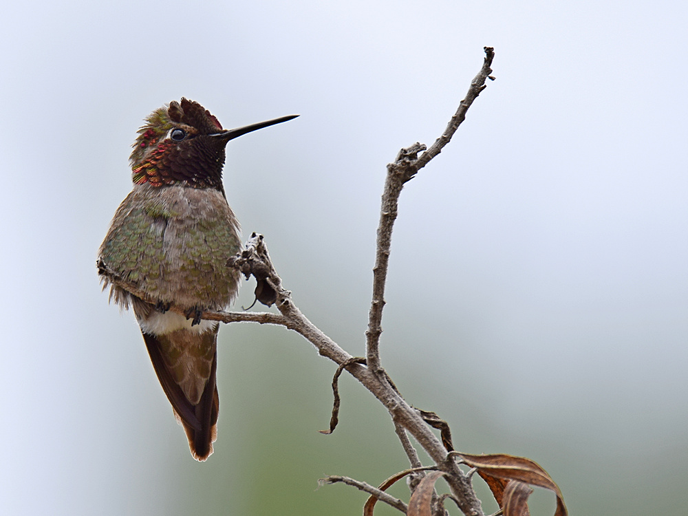 Hummer3.jpg