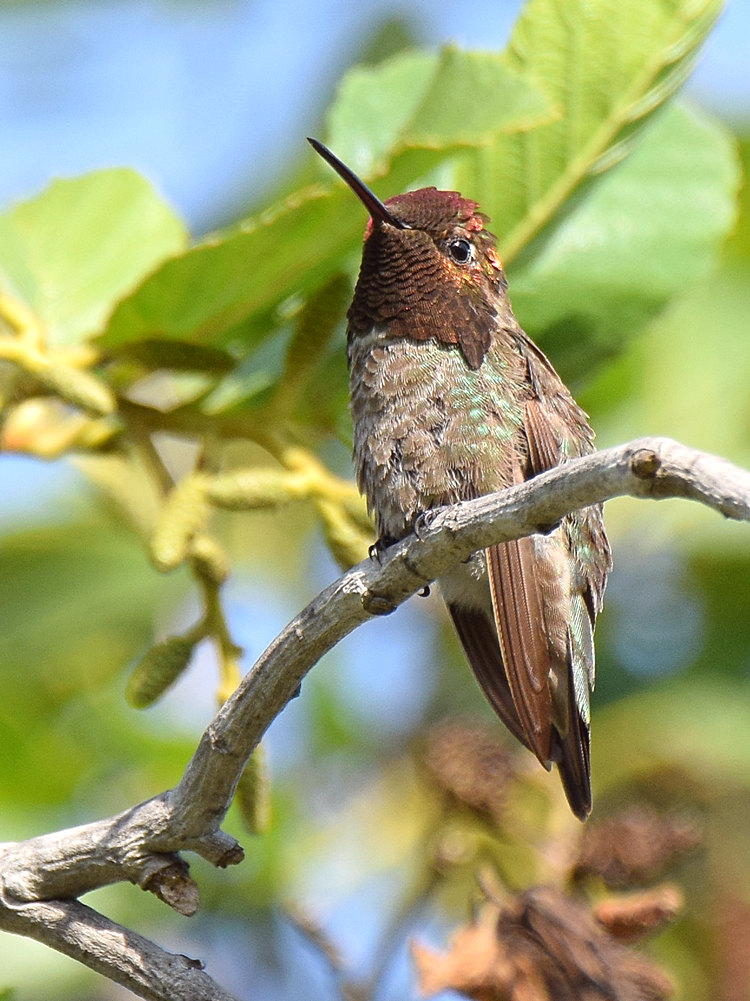 Hummer3.jpg