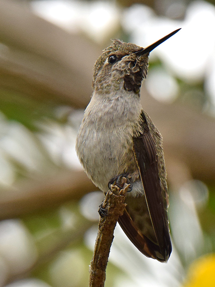 Hummer3.jpg