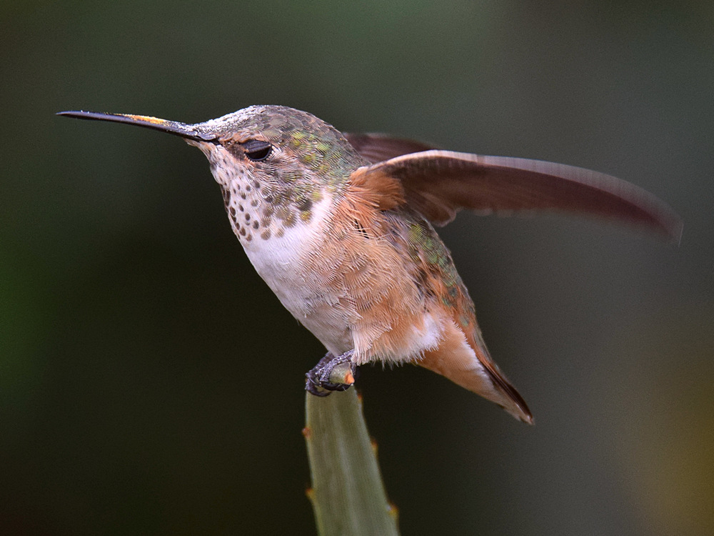 Hummer3.jpg