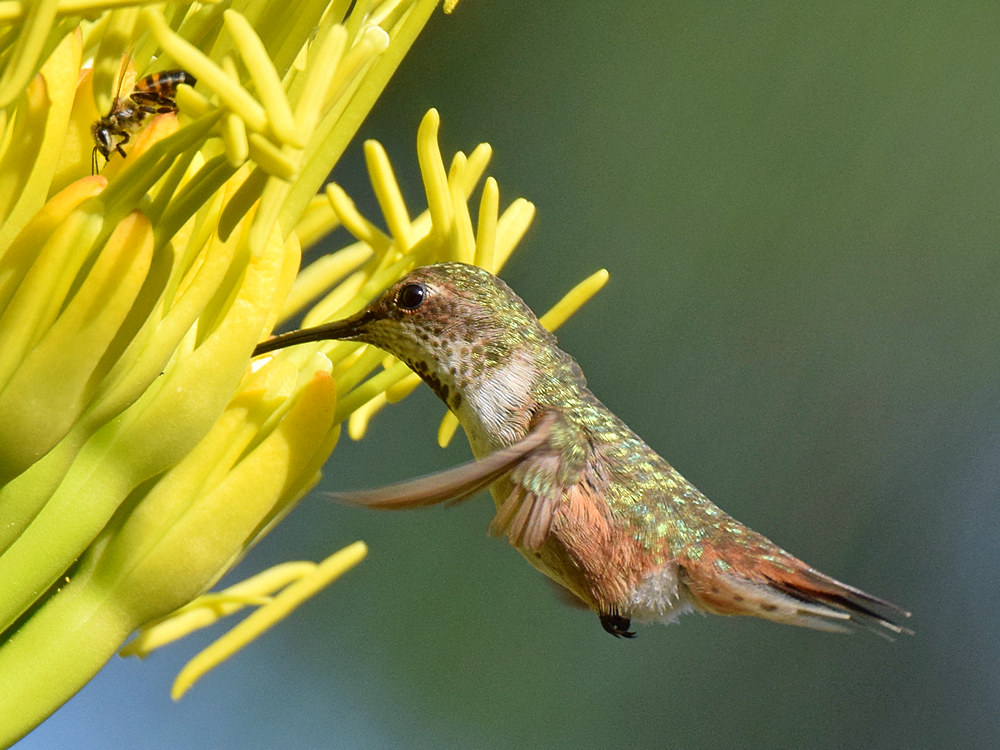 Hummer3.jpg