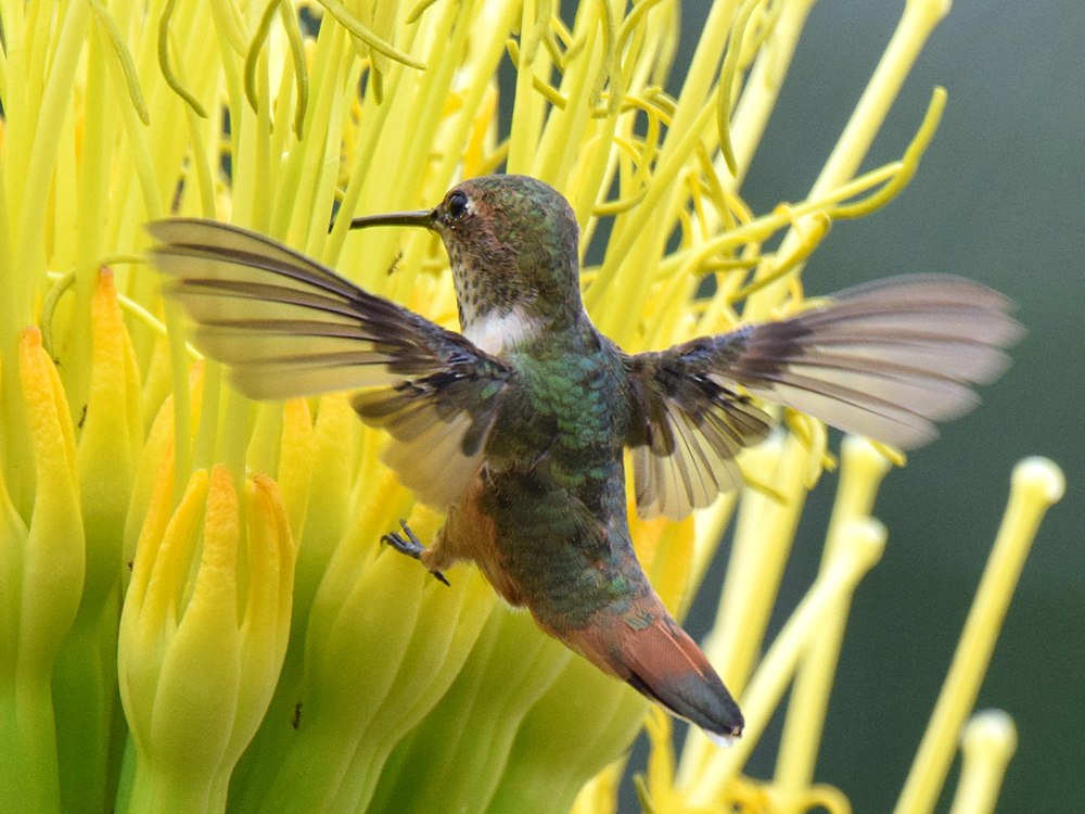 Hummer3.jpg