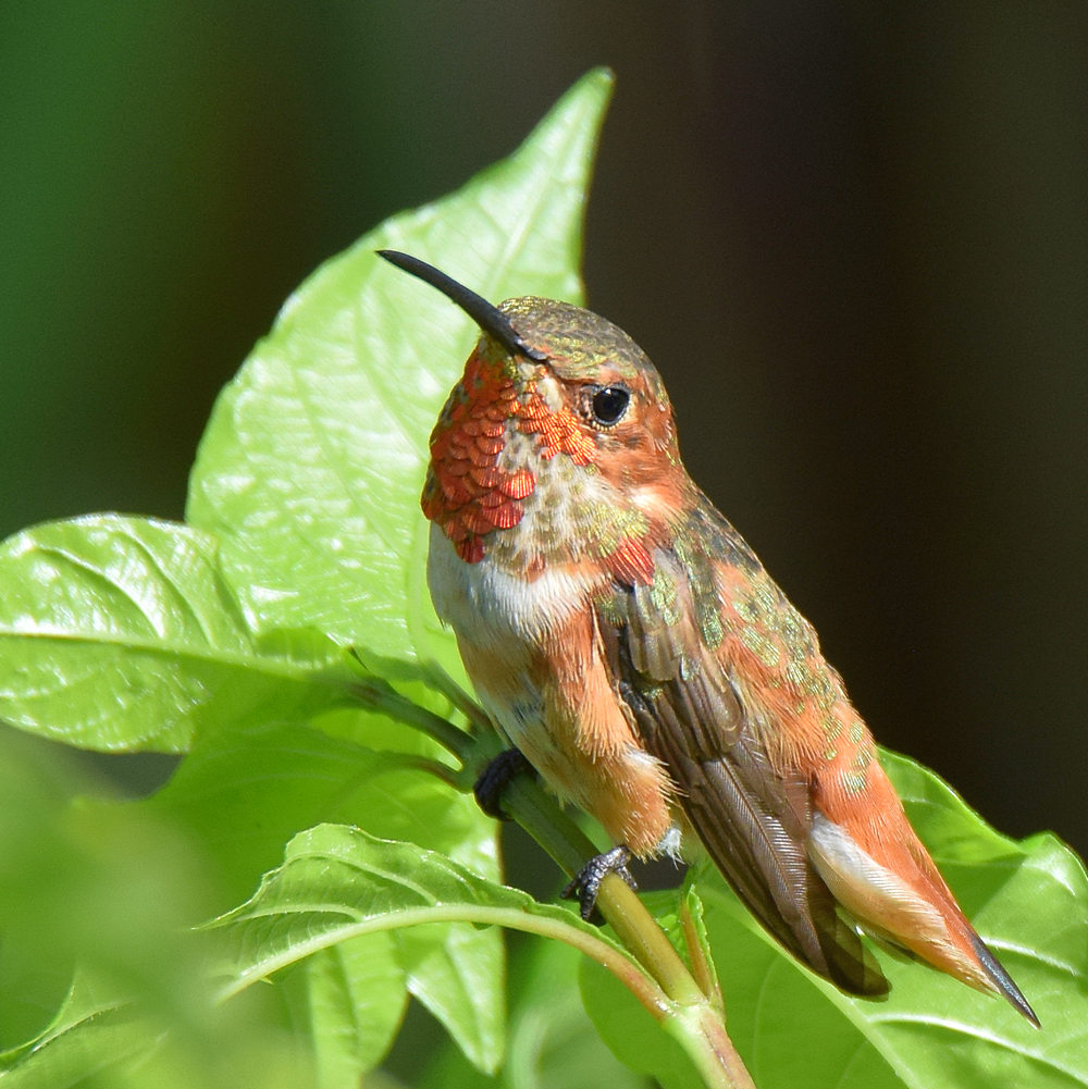 Hummer3.jpg