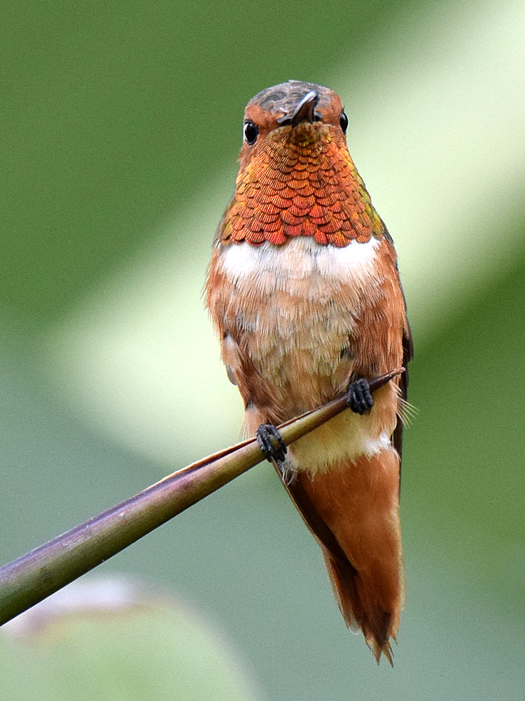 Hummer3.jpg
