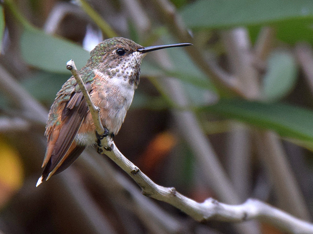 Hummer3.jpg