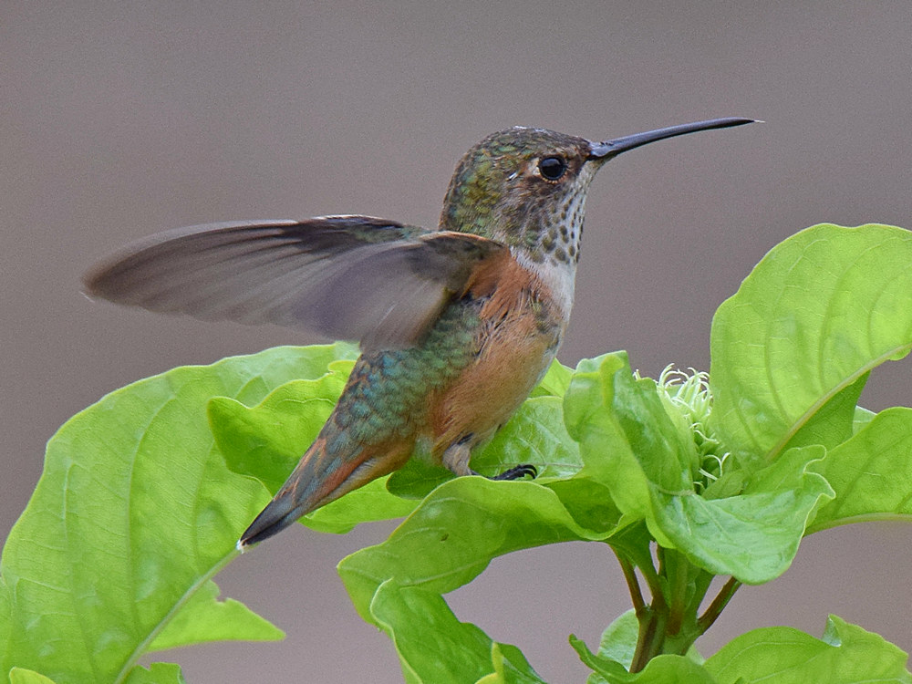 Hummer3.jpg
