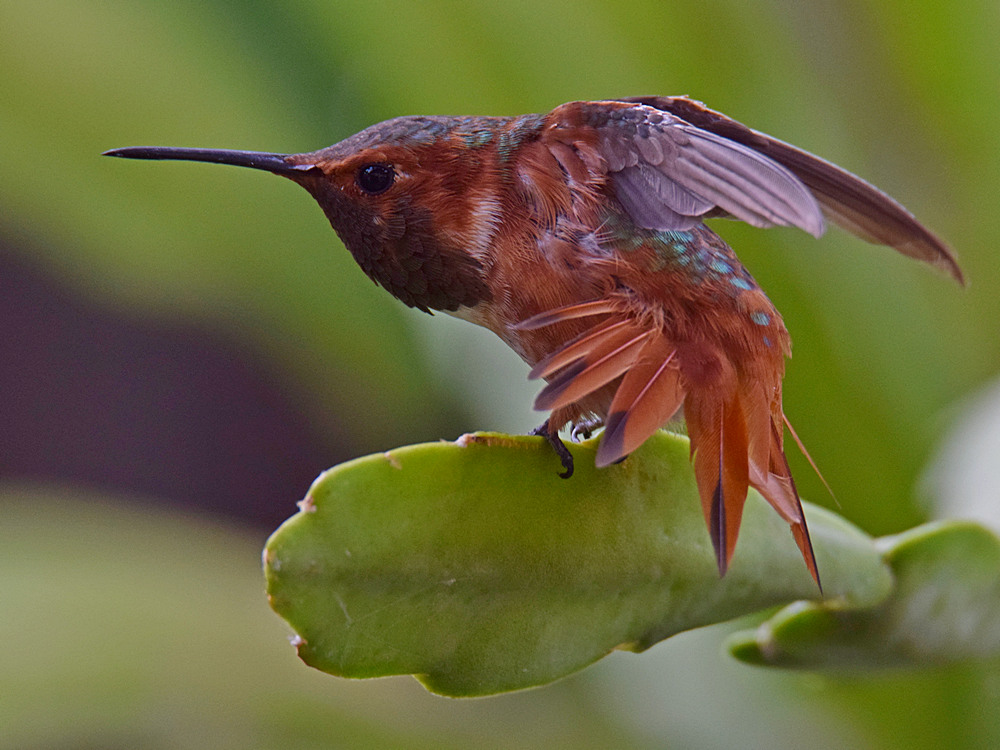 Hummer3.jpg