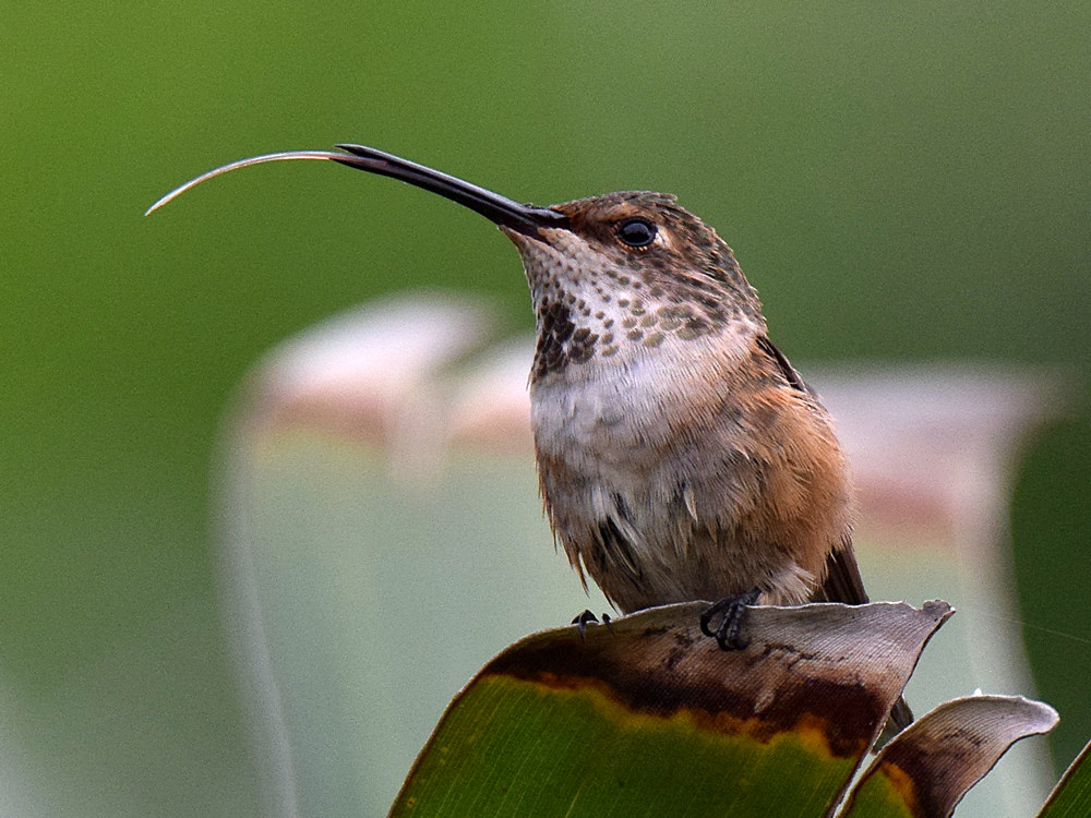 Hummer3.jpg