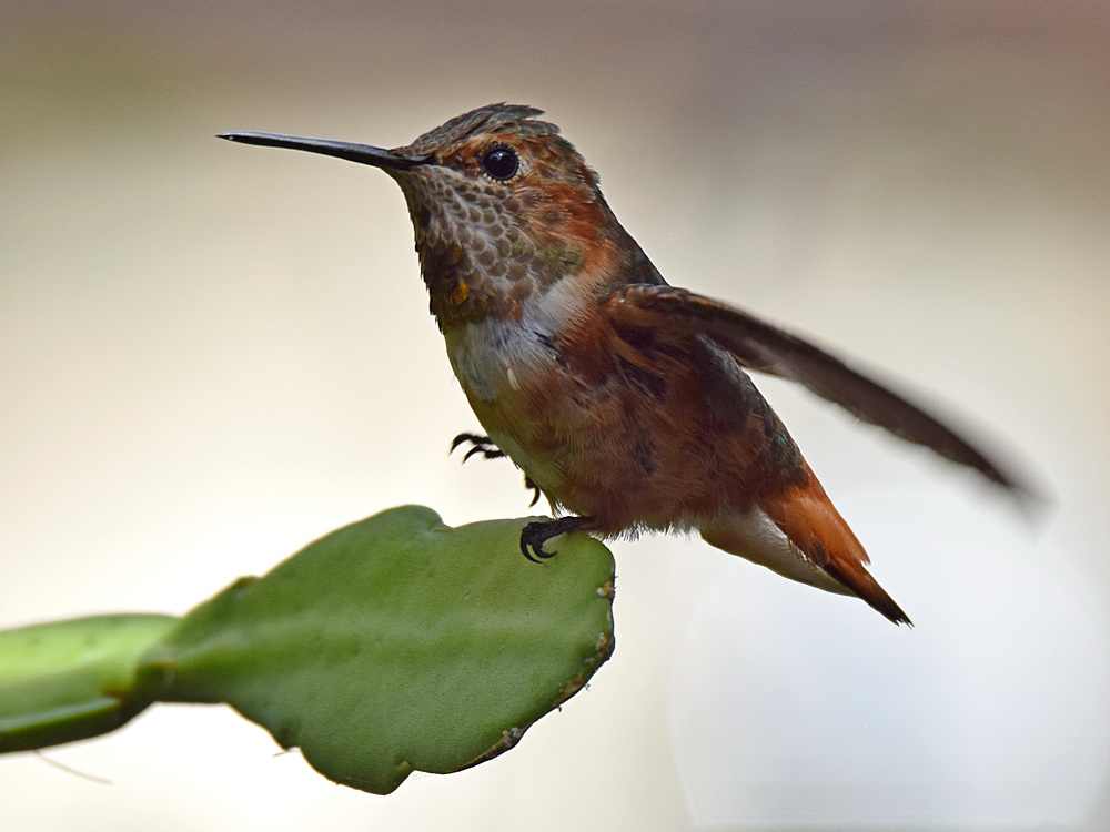 Hummer3.jpg